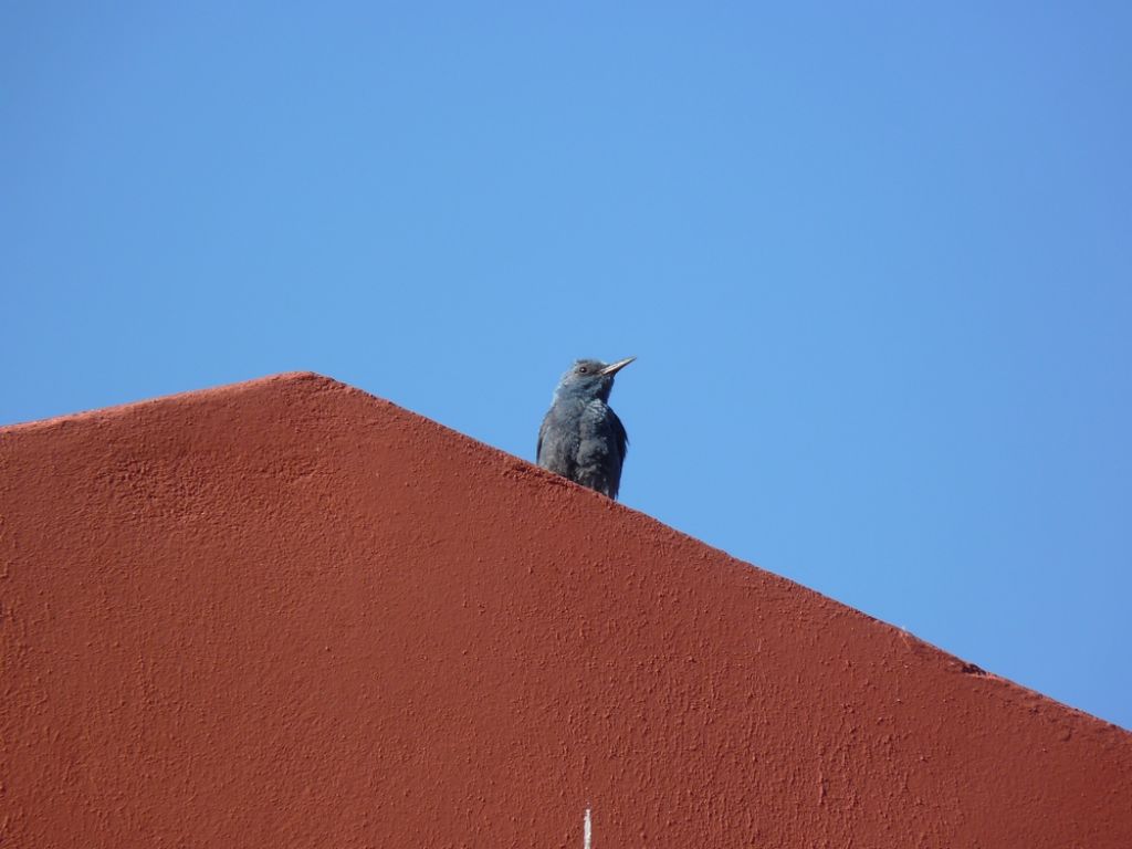 Uccelli isole greche -1^ parte